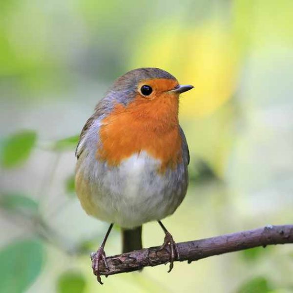 red bird Robin sitting on tree in Park tree